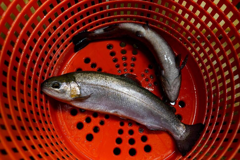 Peternakan Midwestern Berjuang untuk Memasarkan Ikan